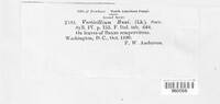 Pseudonectria buxi image